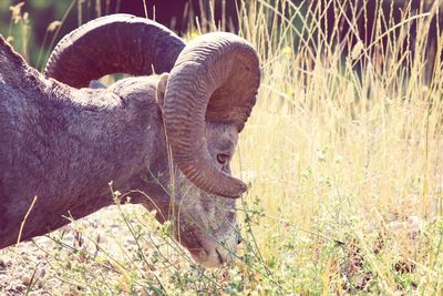 View of trees on field