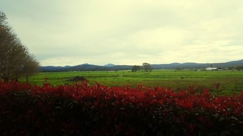 Scenic view of field against sky