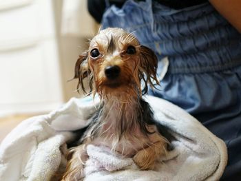 Portrait of dog sitting at home