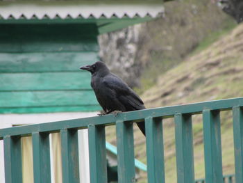 Bird perching on railing