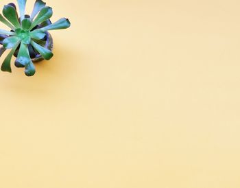 Close-up of plant against white background