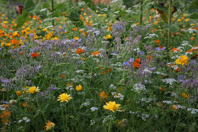 Close-up of flowering plants in garden