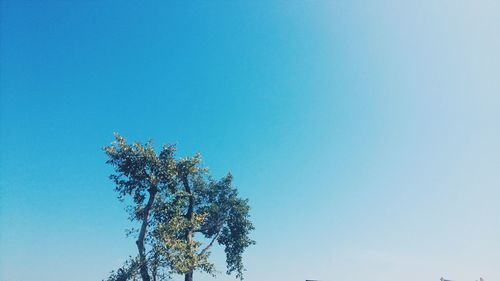 Low angle view of trees against clear blue sky