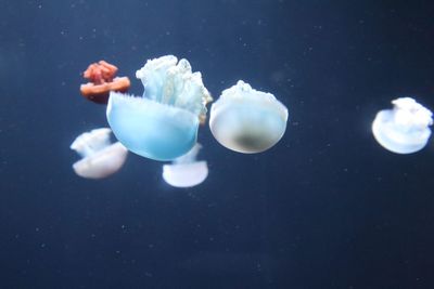 Close-up of jellyfish against black background