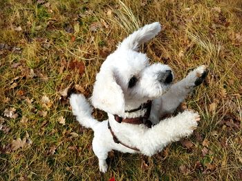 High angle view of dog sitting on field