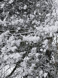 Full frame shot of tree