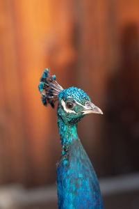 peacock