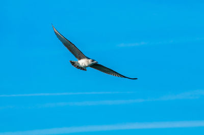 Low angle view of seagull flying