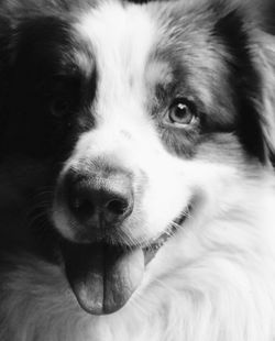 Close-up portrait of dog