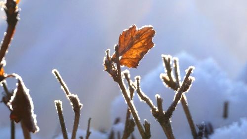Close-up of leaves on twig