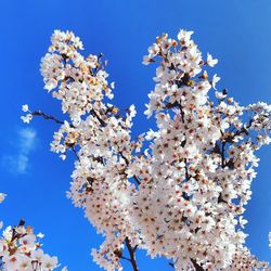 Low angle view of cherry blossom tree against blue sky