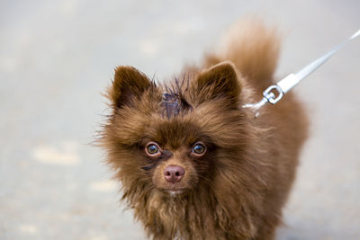 Brown spitz, fluffy brown puppy looking at the camera