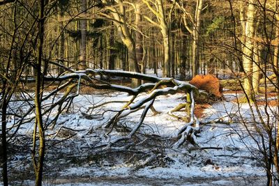 Bare trees in water during winter