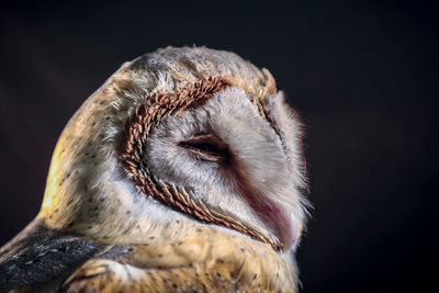 Close-up of owl