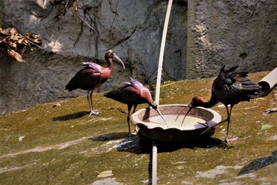 High angle view of bird pecking at food items from food tray