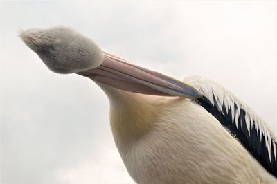 Low angle view of bird preening against sky