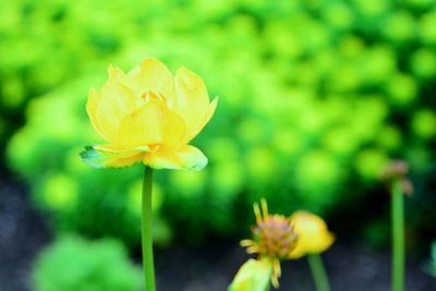 Close-up of yellow flower blooming outdoors