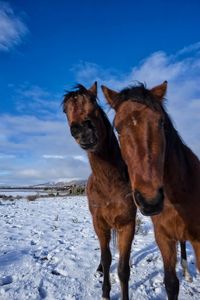 Horse standing on snow covered field against sky