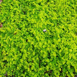 Full frame shot of green plants