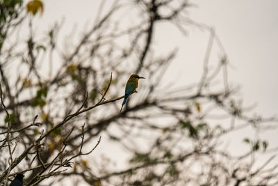 Bird perching on branch