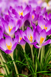 Close-up of purple crocus flowers on field