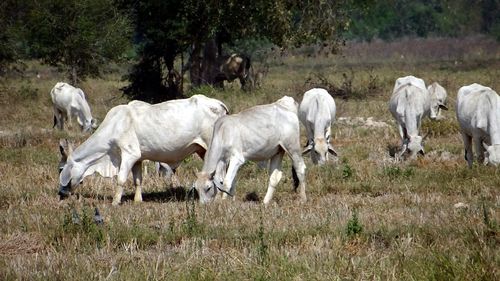 Horses in a field