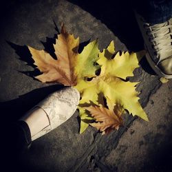 Close-up of maple leaves