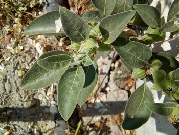 Close-up of plant