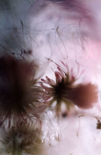 Close-up of pink flowers