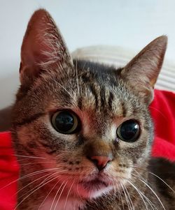 Close-up portrait of a cat