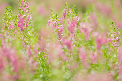 Close-up of pink flowering plants on field