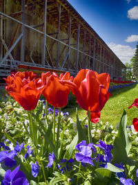 Close-up of red tulip flowers