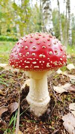 Close-up of fly agaric mushroom on field