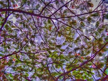 Low angle view of flowering tree in forest