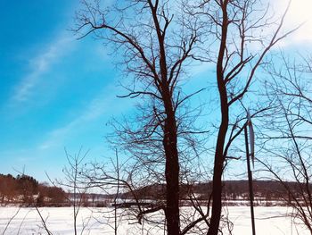 Bare trees against sky during winter