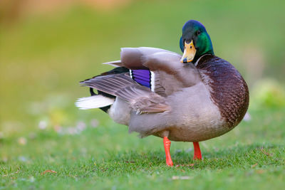 Close-up of mallard duck on field