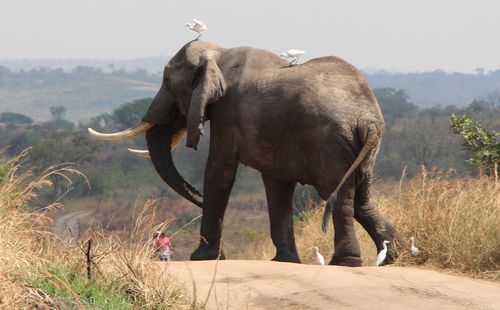 Elephant standing on field against sky