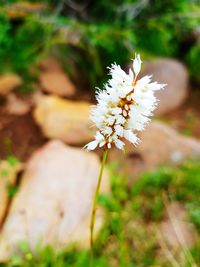 Close-up of white flower