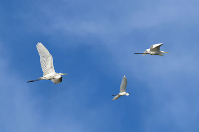 Seagull flying against sky
