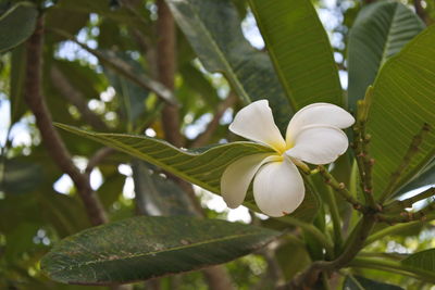 Close-up of white flowering plant