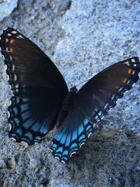 Close-up of butterfly on street