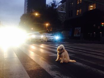 Dog sitting on zebra crossing by illuminated cars in city at dusk