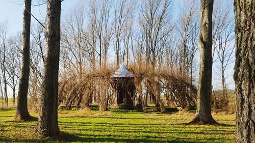 Trees on landscape