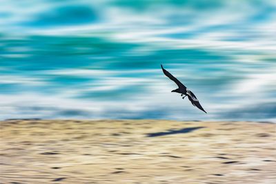 Close-up of seagull flying over sea