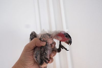 Close-up of hand holding small bird