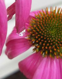 Close-up of pink flower blooming outdoors