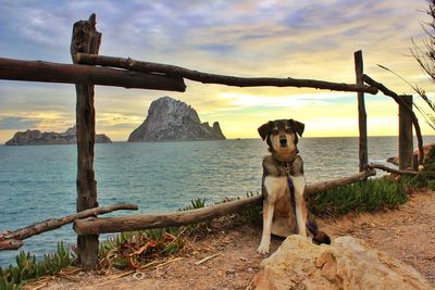 Dog by sea against sky