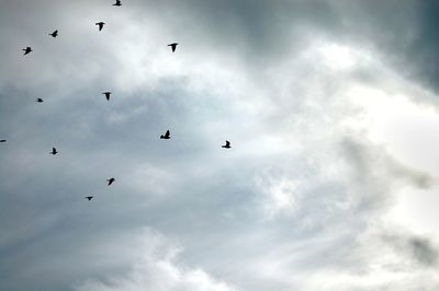 Low angle view of birds flying in sky