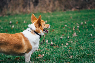 Dog looking away on field