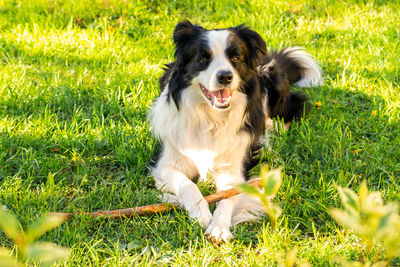 Dogs on grassy field